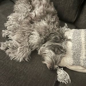 Meet your Posher, Pearl